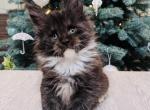 James - Maine Coon Cat For Sale - Hollywood, FL, US