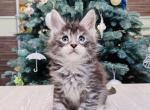 Jordan - Maine Coon Cat For Sale - Hollywood, FL, US