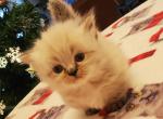 Shy's Himalyan Munchin Persian - Himalayan Cat For Sale - Greenville, OH, US