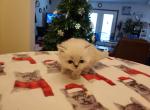 Shy's Himalayan Persian - Himalayan Cat For Sale - Greenville, OH, US