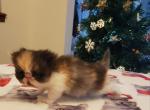 Precious Calico Extreme Flat Faced Persian - Persian Cat For Sale - Greenville, OH, US