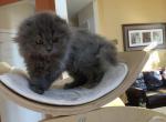 Scottish Fold Male in lilac - Scottish Fold Cat For Sale - Bayville, NJ, US