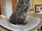 Scottish straight female kitten in lilac - Scottish Straight Cat For Sale - Bayville, NJ, US