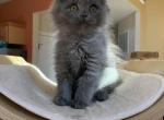 Scottish straight male in blue - Scottish Straight Cat For Sale - Bayville, NJ, US