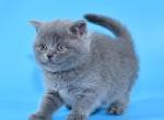 Markiza - Scottish Straight Cat For Sale - NY, US