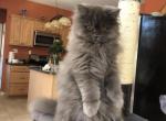 flash - Scottish Straight Cat For Sale - Bayville, NJ, US