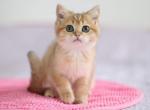 Tealia - British Shorthair Cat For Sale - Hollywood, FL, US