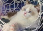 Odetta - Ragdoll Cat For Sale - Miami, FL, US