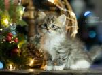 Bass - Siberian Cat For Sale - Miami, FL, US