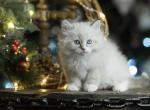 Bayan - Siberian Cat For Sale - Miami, FL, US