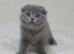 Michaela - Scottish Fold Cat For Sale - NY, US