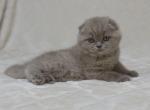 Marco 1 - Scottish Fold Cat For Sale - NY, US