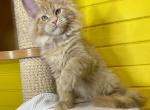 Inar - Maine Coon Cat For Sale - Hollywood, FL, US