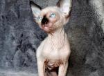 Stephanie - Sphynx Cat For Sale - Norwalk, CT, US