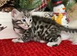 Empire Savannah LEON - Savannah Cat For Sale - NY, US