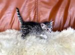 STORM male savannah kitten - Savannah Cat For Sale - NY, US