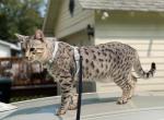 PROVEN STUD Cairo F6 sbt silver male - Savannah Cat For Sale/Service - NY, US