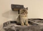 Bella - Scottish Fold Cat For Sale - Miami, FL, US