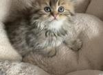 Lusi - Scottish Fold Cat For Sale - Philadelphia, PA, US