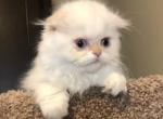 Winter - Scottish Fold Cat For Sale - Ava, MO, US