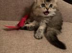 Sun - Scottish Fold Cat For Sale - Philadelphia, PA, US