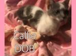 Callie - Munchkin Cat For Sale - FL, US