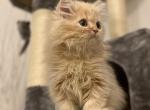 Jack - Scottish Straight Cat For Sale - Miami, FL, US