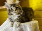 Xalbador - Maine Coon Cat For Sale - Hollywood, FL, US