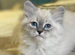 Zevs - Siberian Cat For Sale - Miami, FL, US