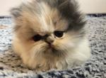 Pickles - Munchkin Cat For Sale - Ava, MO, US