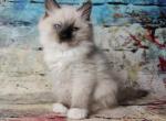 Xenon - Ragdoll Cat For Sale - Miami, FL, US