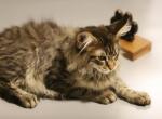 Fluffy - Maine Coon Cat For Sale - NY, US