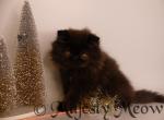 Pepa - Persian Cat For Sale - Yucca Valley, CA, US