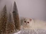 Marselle - Persian Cat For Sale - Yucca Valley, CA, US