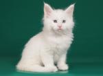 Saturn - Maine Coon Cat For Sale - Hollywood, FL, US