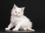 Jinda - Maine Coon Cat For Sale - Hollywood, FL, US