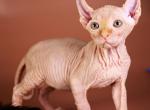 Yogurt Elf - Sphynx Cat For Sale - Norwalk, CT, US