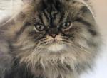 LITTLE SIMBA - Persian Cat For Sale - Brookings, OR, US