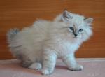 King - Siberian Cat For Sale - Miami, FL, US