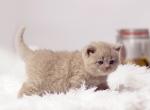 Apollon - British Shorthair Cat For Sale - Hollywood, FL, US