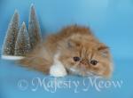 Senya - Persian Cat For Sale - Yucca Valley, CA, US