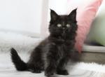 Mabel - Maine Coon Cat For Sale - Hollywood, FL, US