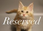 Soer - Maine Coon Cat For Sale - NY, US