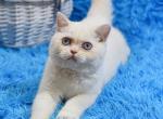 Kevin3 - British Shorthair Cat For Sale - NY, US