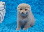 Leila - Scottish Fold Cat For Sale - NY, US