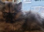 Mini  Doll face Persian - Persian Cat For Sale - Grand Rapids, MI, US