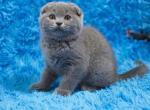 Mihaella1 - Scottish Fold Cat For Sale - NY, US