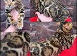 clouded bengal kittens available always - Bengal Cat For Sale - Miami, FL, US