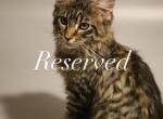 Archi - Maine Coon Cat For Sale - NY, US