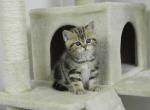 British Shorthair Michael - British Shorthair Cat For Sale - Chicago, IL, US